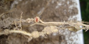 En la imagen se aprecia un nódulo de lupinus angustifolius seccionado. El color marrón rojizo demuestra que hay bacterias funcionales en su interior 